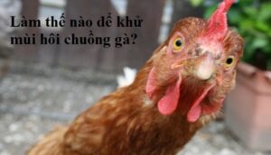 3 Cách khử mùi hôi chuồng gà đã áp dụng trong nhiều trang trại