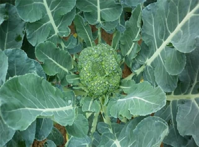 Món ăn yêu thích và rất thích hợp để trồng vào mùa Đông