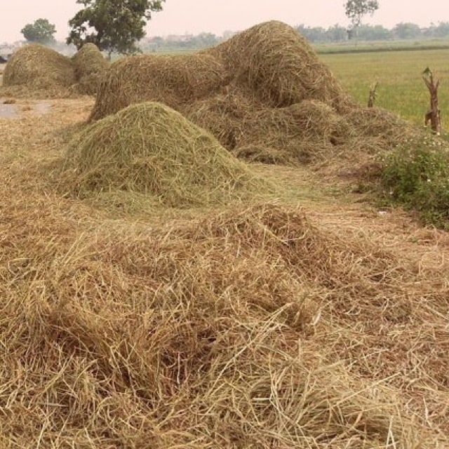 Cách làm đệm lót sinh học nuôi heo(lợn)