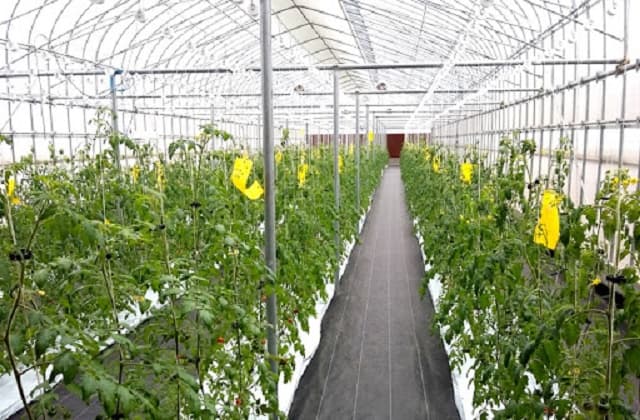 Nhiệt độ có ảnh hưởng rất lớn đến sự phát triển của cây trồng và quan trọng nhất là sự sinh sôi nảy nở của sâu bệnh