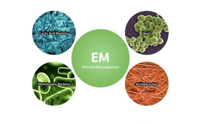 Tập đoàn vi sinh có lợi có trong đệm lót sinh học