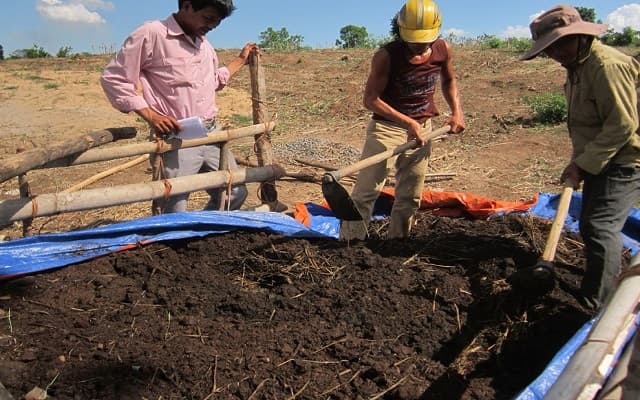 Thực hiện cách ủ mùn cưa với nấm Trichoderma