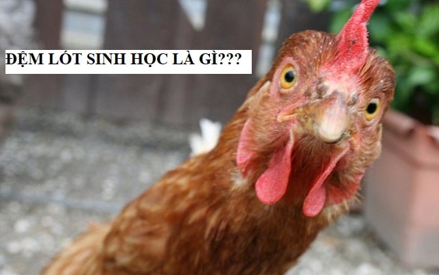 Cách làm đệm lót sinh học nuôi gà cam kết 100% hiệu quả