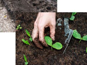 Tro bếp có công dụng tốt với đất và cây trồng