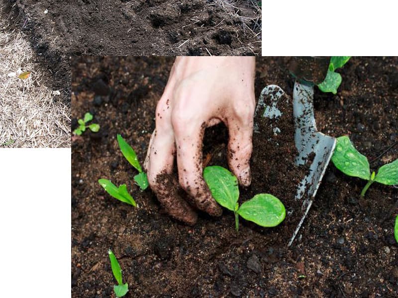 Tro bếp là gì? Công dụng của tro bếp đối với cây trồng?