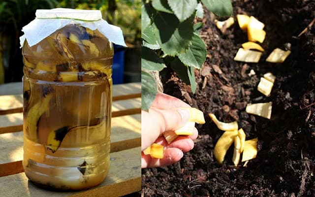 Vỏ chuối và nước mía tăng cường khả năng hoạt động của phân bón