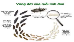 Cách khử mùi hôi chuồng gà bằng công nghệ ấu trùng ruồi lính đen
