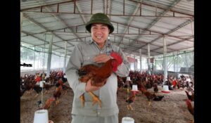 Lợi ích của việc sử dụng công nghệ ấu trùng ruồi lính đen trong chăn nuôi gà