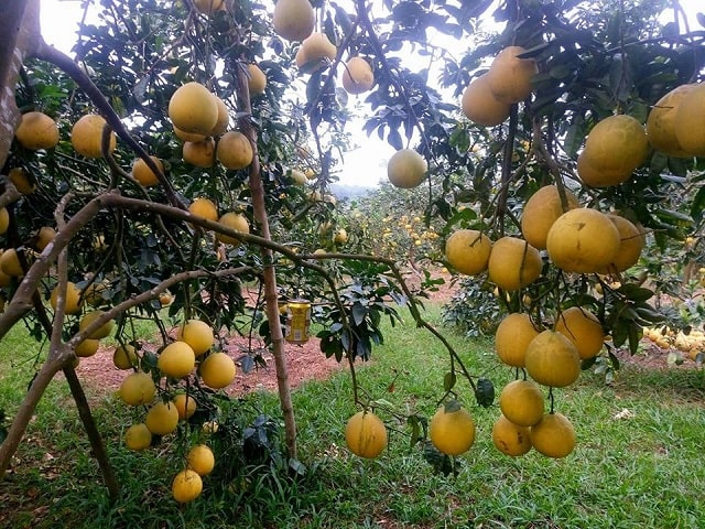 Sức hấp dẫn của giống bưởi diễn