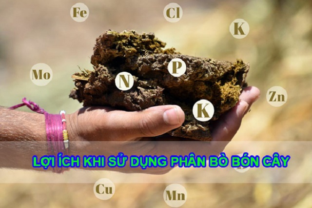 Lợi ích của phân bò ủ hoai bón cây: cung cấp phân mùn hữu cơ, khoáng đa trung vi lượng … cho cây trồng và cải tạo đất hiệu quả