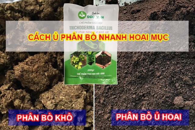 Tổng hợp các Cách ủ phân bò nhanh hoai mục bón cây siêu đơn giản