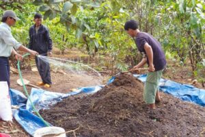 Cách ủ phân bò với trichoderma đúng kỹ thuật