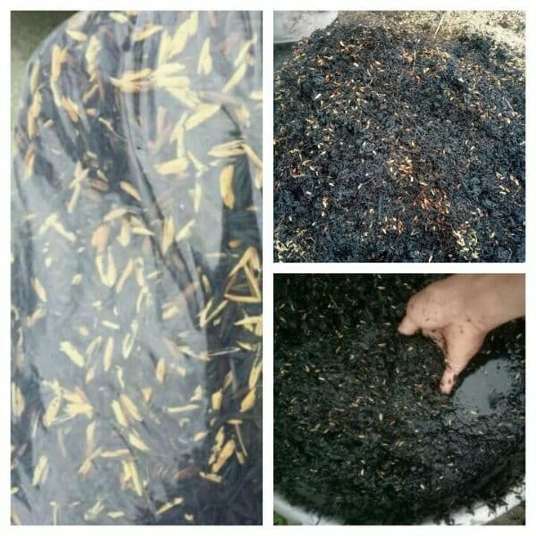 Cách xử lý trấu tro