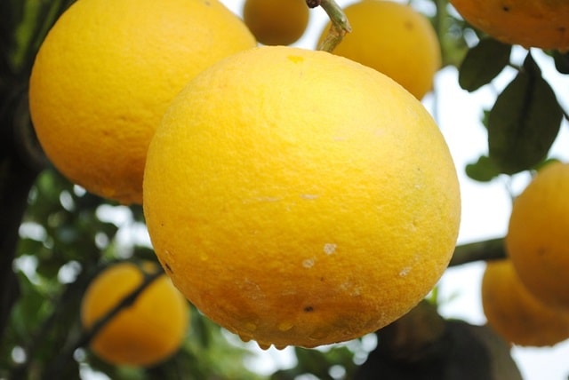 Cách chăm sóc bưởi diễn đúng kỹ thuật ra nhiều trái