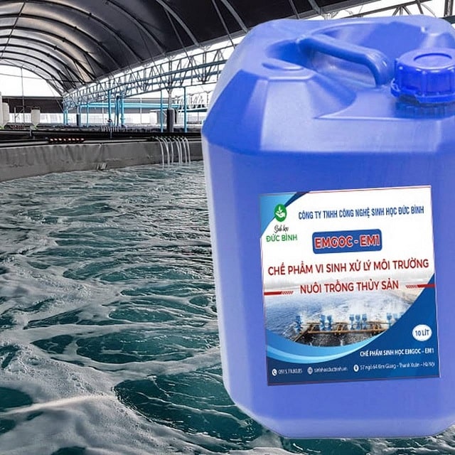 Chế phẩm vi sinh xử lý ao nuôi tôm cá ô nhiễm