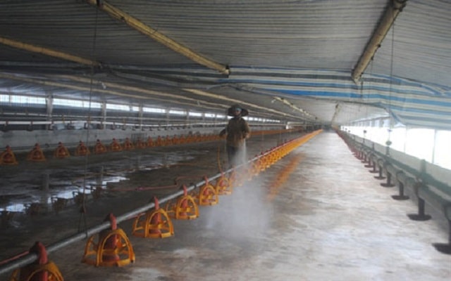 Đệm lót sinh học giúp tiết kiệm chi phí và nhân công dọn rửa chuồng trại