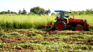 Phân xanh có khả năng cung cấp dinh dưỡng cho cây trồng cao