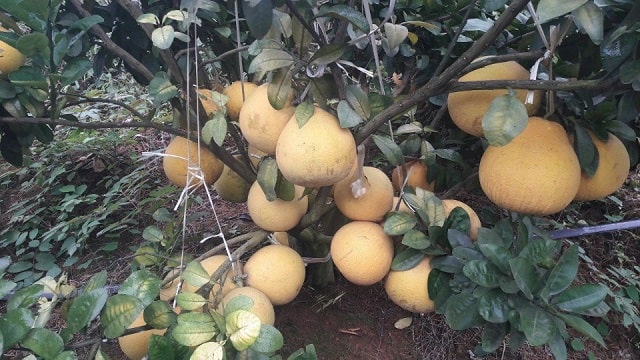 Phòng trừ bệnh hại ảnh hưởng tới giống cây bưởi diễn