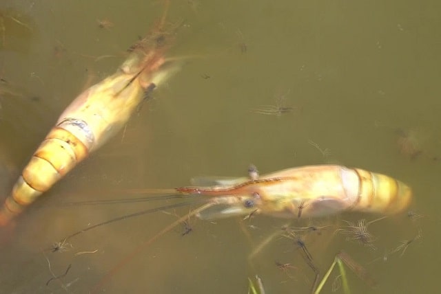 Tôm, cá bị bệnh khi nuôi trong ao bị ô nhiễm nặng