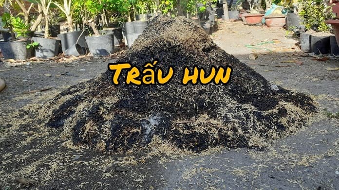 Trấu hun là gì?