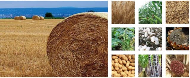 Bên cạnh các nguồn thức ăn khô và các loại cỏ tươi thì việc ủ chua thức ăn cho trâu bò từ các phế phẩm nông nghiệp đang được đánh giá là một trong những giải pháp hiệu quả bậc nhất hiện nay