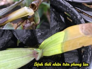 Nguyên nhân gây bệnh thối nhũn trên phong lan và cách phòng trị hiệu quả