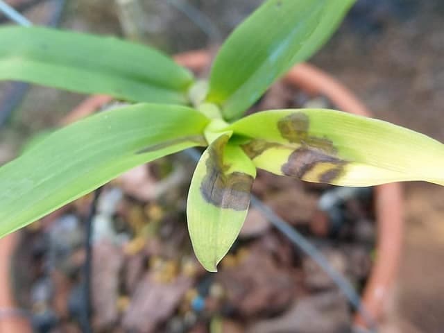 Bệnh thối nhũn trên phong lan