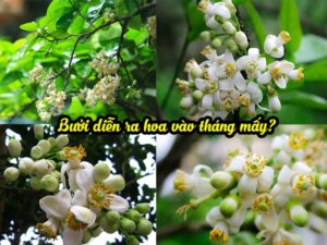 Bưởi Diễn ra hoa vào tháng mấy? Kỹ thuật xử lý ra hoa đậu quả