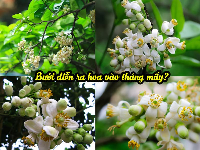 Bưởi Diễn ra hoa vào tháng mấy? Kỹ thuật xử lý ra hoa đậu quả