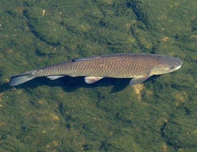 Phân biệt các loài cá trôi khác nhau