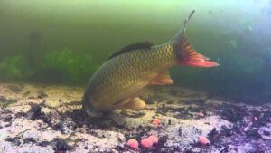 Cá chép thích sống ở những vùng nước rộng nhiều oxy