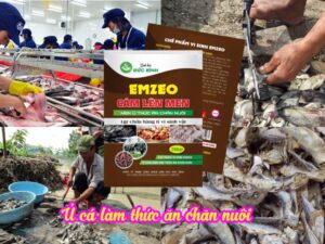 Cách ủ cá làm thức ăn chăn nuôi lợn gà mang lại hiệu quả kinh tế cao