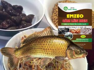 Ủ mồi câu cá chép sử dụng cám lên men EMZEO tạo chất dẫn dụ cá chép cực mạnh