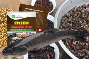 cách ủ ốc câu cá trắm đen