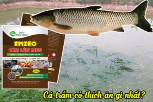 Cách chế biến và sử dụng thức ăn cho cá trắm cỏ từ cỏ voi và phụ phẩm nông nghiệp