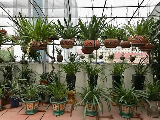 Dọn dẹp cắt tỉa và vệ sinh vườn lan.