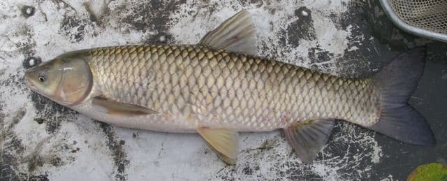 Thức ăn của cá trôi là gì? Cách làm mồi câu cá trôi hiệu quả ra sao?