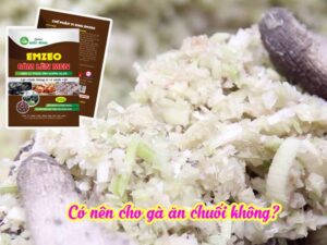 Cho gà ăn chuối giúp tăng chất xơ và cân bằng dinh dưỡng trong thức ăn