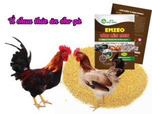 Cách ủ thức ăn cho gà,vịt, ngan, ngỗng, gia cầm đúng kỹ thuật