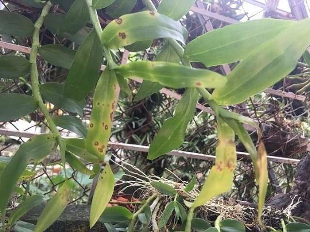 Dấu hiệu ban đầu cho thấy lan bị bệnh thối nhũn