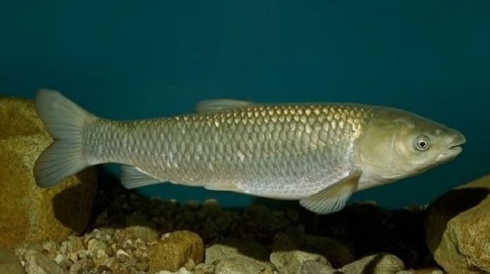 Điều kiện sinh sản ở môi trường tự nhiên