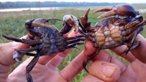 mồi câu cá trắm đen cực nhạy với cua đồng