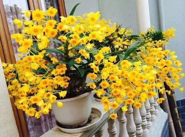 Ngắm hoa kết hợp với việc kiểm tra chúng một cách thường xuyên