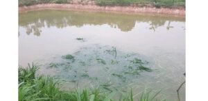 cá trắm cỏ ăn gì