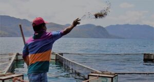 Nguồn thức ăn công nghiệp của cá