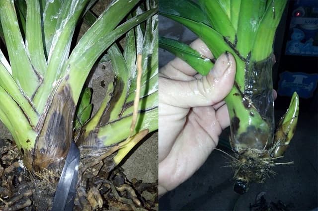 Nước là một trong những tác nhân chủ yếu gây ra bệnh thối nhũn ở cây lan