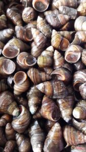 Ốc cũng là một loại mồi câu hiệu quả