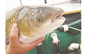 Phòng và điều trị bệnh cho cá trắm được chăn nuôi