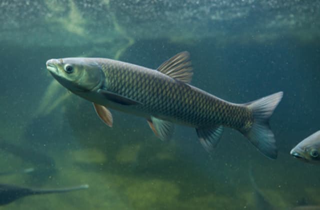 Hướng dẫn làm mồi câu bằng bột mì