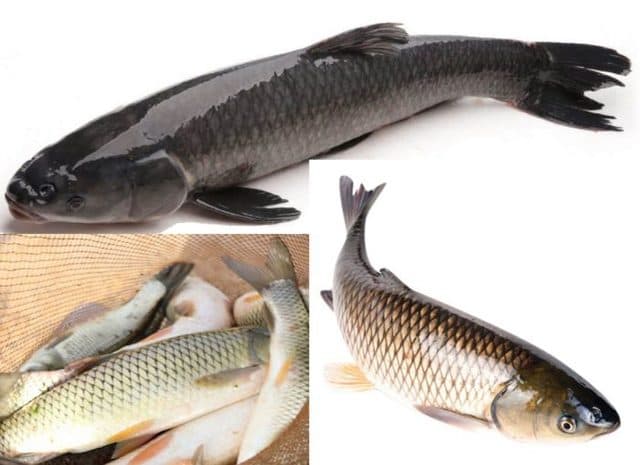 Đặc điểm sinh học và tập tính của loài cá trôi